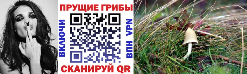 как найти наркотики  Холмск  blacksprut зеркало  Псилоцибиновые грибы ЛСД 